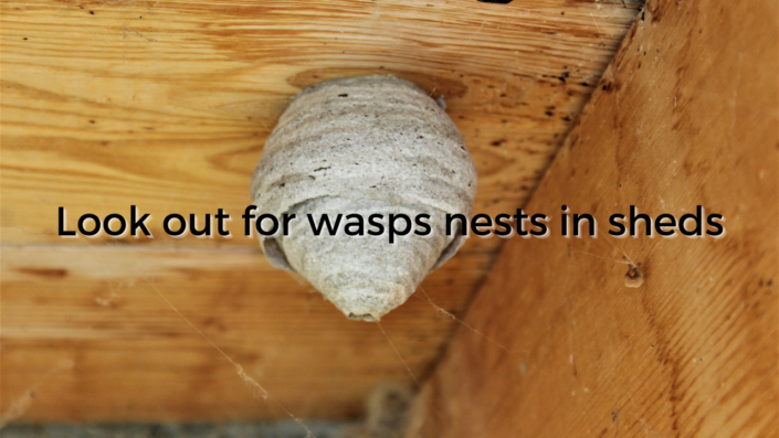 Wasps in April | How to prevent them from getting worse | Expert Advice